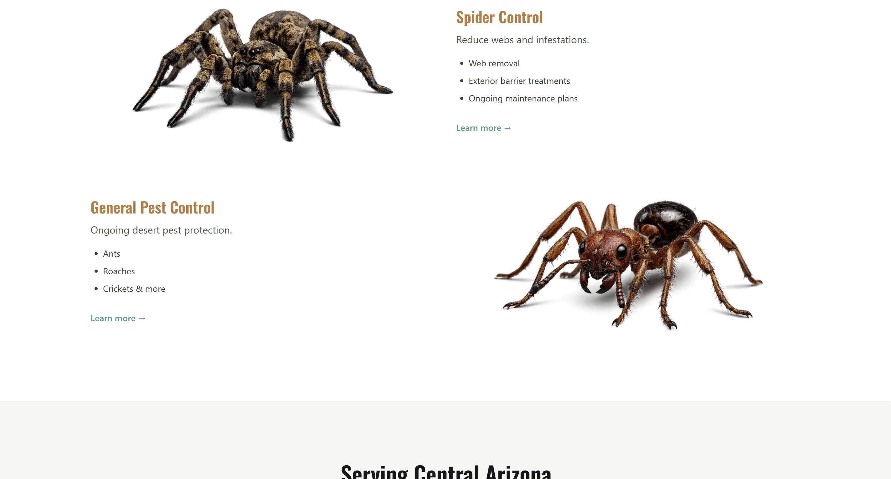 Spider and ant pest control services section